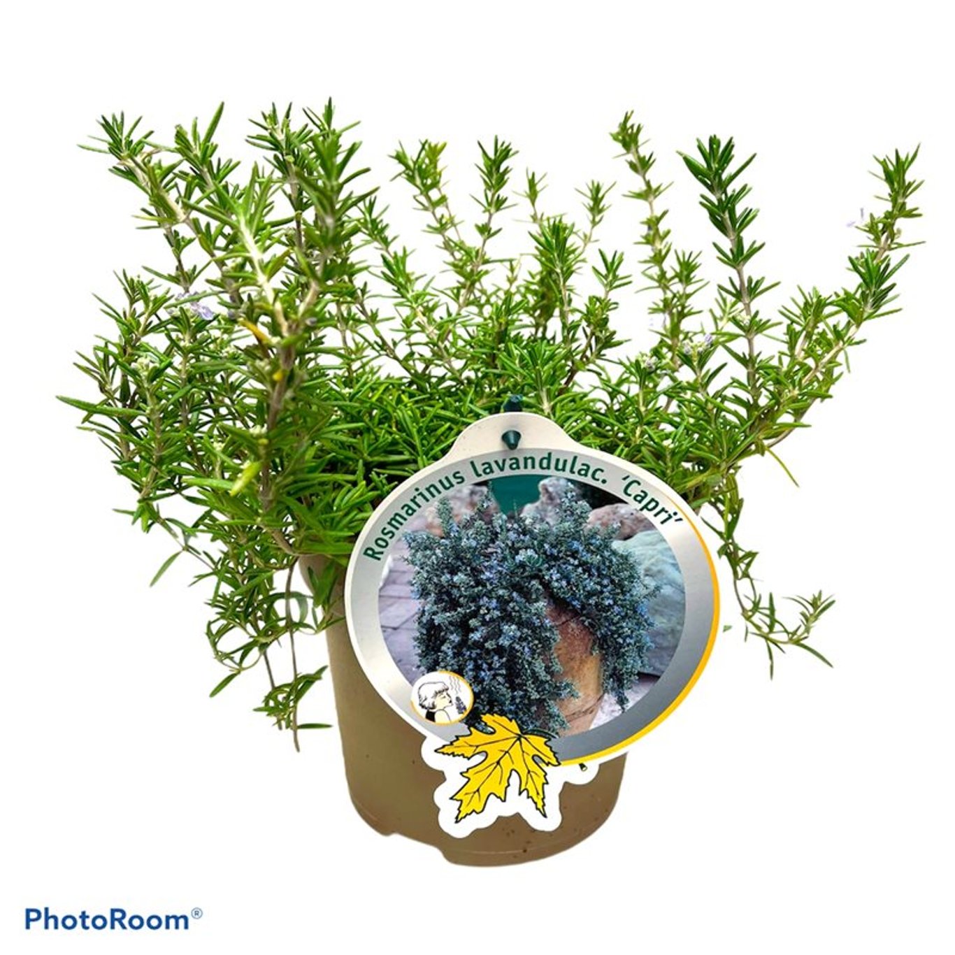 Rosmarinus off. 'Capri' - C2